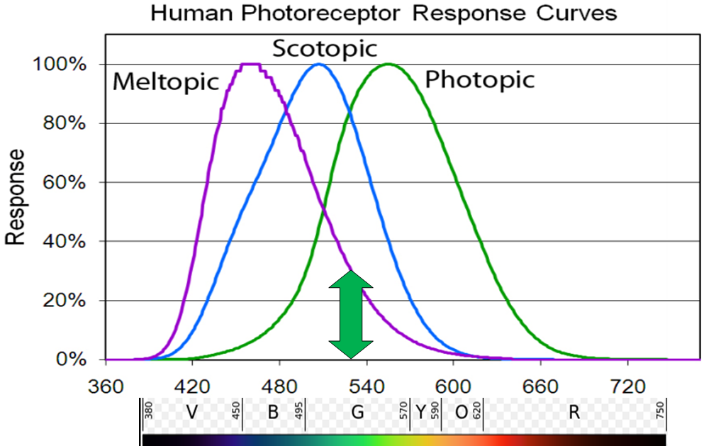 Human Photoreceptor Response Curves